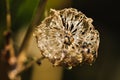 Dried capsule of a mallow flower