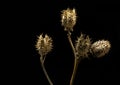 Dried capsules of datura stramonium burundanga plant on dark background