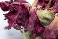 Dried carafe flower, macro photo.