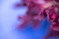 Dried carafe flower, macro photo.