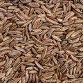 Dried caraway seeds close up