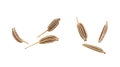 Dried caraway seeds isolated on white background, top view. Macro. Cumin seeds Royalty Free Stock Photo