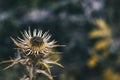 Dried carlina flower in sepia color and dried on a mountain Royalty Free Stock Photo