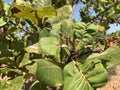 Dried cashews and pests in the summer
