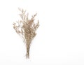 Dried Caspia Flowers