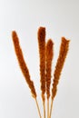 Dried cattail isolated Royalty Free Stock Photo