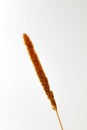 Dried cattail isolated Royalty Free Stock Photo
