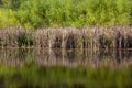 Dried Cattails and Reflection on a Pond