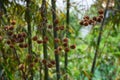 Dried CEPHALANTHUS OCCIDENTALIS, known as buttonbush