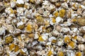 Dried chamomile close-up, top view. A healthy herb for chamomile tea Royalty Free Stock Photo