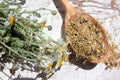 Dried chamomile medical herb in a wooden spoon and fresh daisy flowers on white shabby background. Herbal tea ingredient. Royalty Free Stock Photo