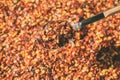 Dried chili flakes on wooden spoon. Close up view of crushed red cayenne pepper. Top view of dried red chili flakes. Royalty Free Stock Photo