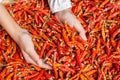 Dried chilies.