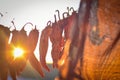 Dried chilies hanging on a rope in a village in susnse Royalty Free Stock Photo