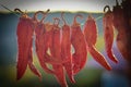 Dried chilies hanging on a rope in a village in susnset Royalty Free Stock Photo