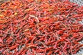 The Dried Chilli