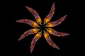 Dried chilli peppers. A pattern in the form of the sun on a black background. The view from above is isolate Royalty Free Stock Photo