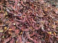 dried chillies