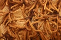 Dried chinese cordyceps mushrooms Royalty Free Stock Photo