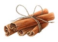 Dried cinnamon sticks bunch tied with a rope watercolor illustration. Nature raw organic spice from a tree bark. Hand drawn cinna