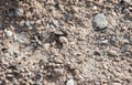 Dried clay with stones in the heat, on a sunny day