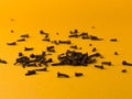 Dried Clove / indian spice laung isolated stock photo with yellow background.