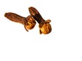 Dried cloves spice macro photography Royalty Free Stock Photo