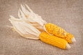 Dried cob corn Royalty Free Stock Photo