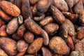 dried cocoa beans Royalty Free Stock Photo