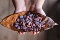 .Dried cocoa beans on cocoa leaves