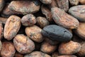 Dried cocoa beans and a peeled one Royalty Free Stock Photo