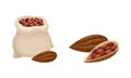 Dried cocoa beans sack and cocoa pod. Chocolate production concept vector illustration