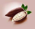 Dried cocoa fruit and cut in half with their leaf