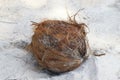 Dried Coconut on the Beach Royalty Free Stock Photo