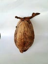 dried coconut fruit