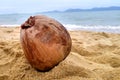 A dried coconut lies in the sand on a tropical beach Royalty Free Stock Photo