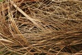 The Dried Coconut Spathe pattern texture background Royalty Free Stock Photo