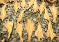 Dried Cod fish in Iceland Royalty Free Stock Photo