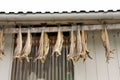 Dried cod fish outside the house, Norway