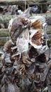Dried Fish on Toppoy island on the Lofoten in Norway in winter