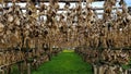 Dried cod heads hanging on drying rack in Iceland Royalty Free Stock Photo