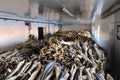 Dried cod warehouse Royalty Free Stock Photo