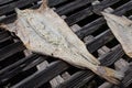 Dried codfish, split open and drying in the open air, fly insect