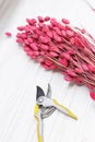 Dried colored flowers bouquet and prunning shears tool laying on white wooden background. Florist workplace at store