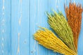 Dried colorful paddy rice crop on blue wooden board. With free s Royalty Free Stock Photo