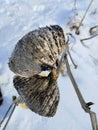Dried Common Milkweed Seed Pods During the Winter Months