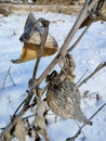 Dried Common Milkweed Seed Pods During the Winter Months