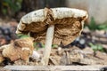 Dried Coprinellus Micaceus Mushroom