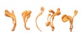 dried cordyceps militaris mushroom Royalty Free Stock Photo