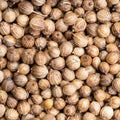 Dried coriander seeds close up Royalty Free Stock Photo